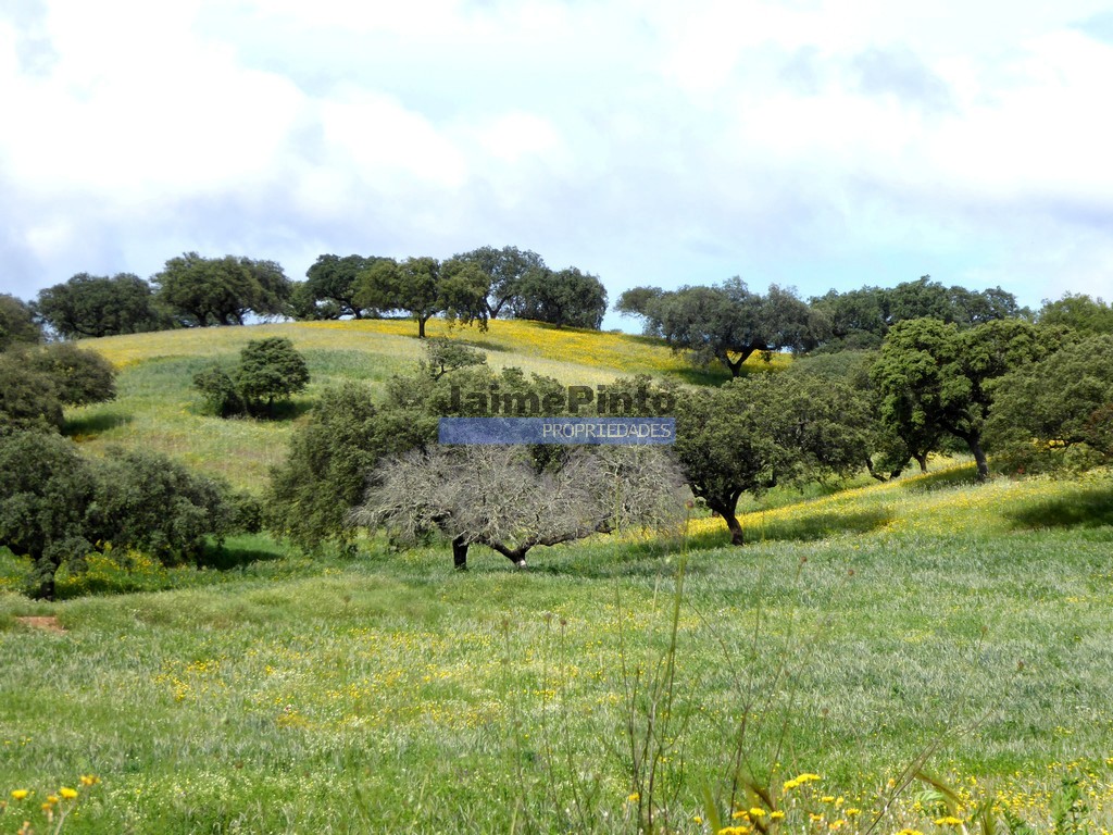 Farmstead
