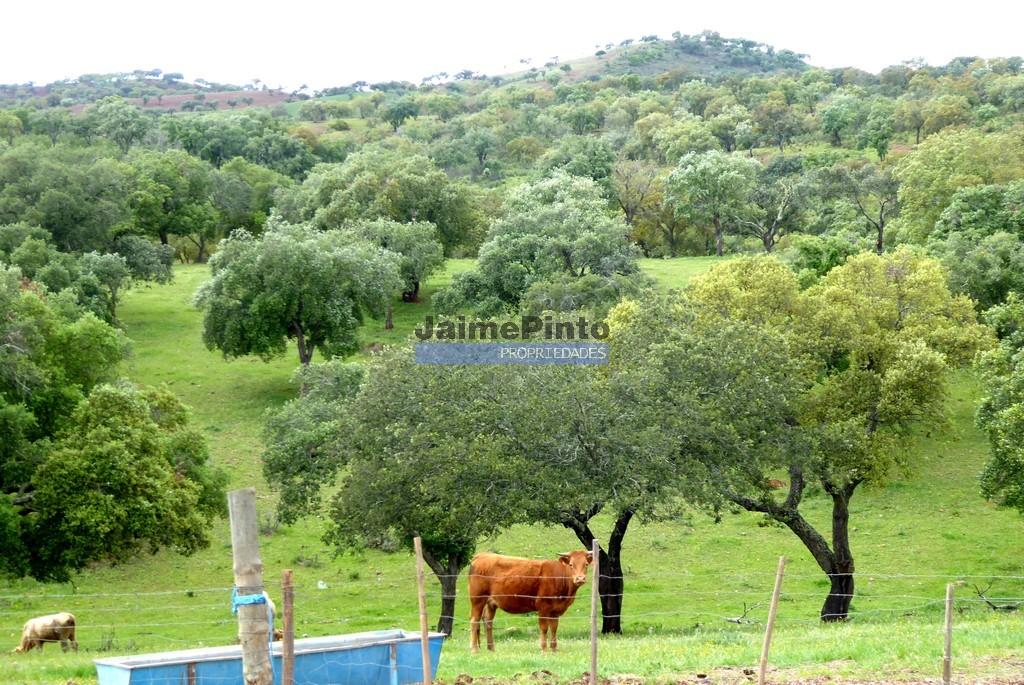 Farmstead