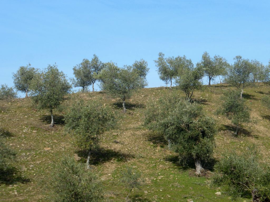 Agricultural land