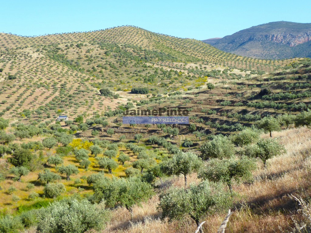 Urban / Agricultural land plot
