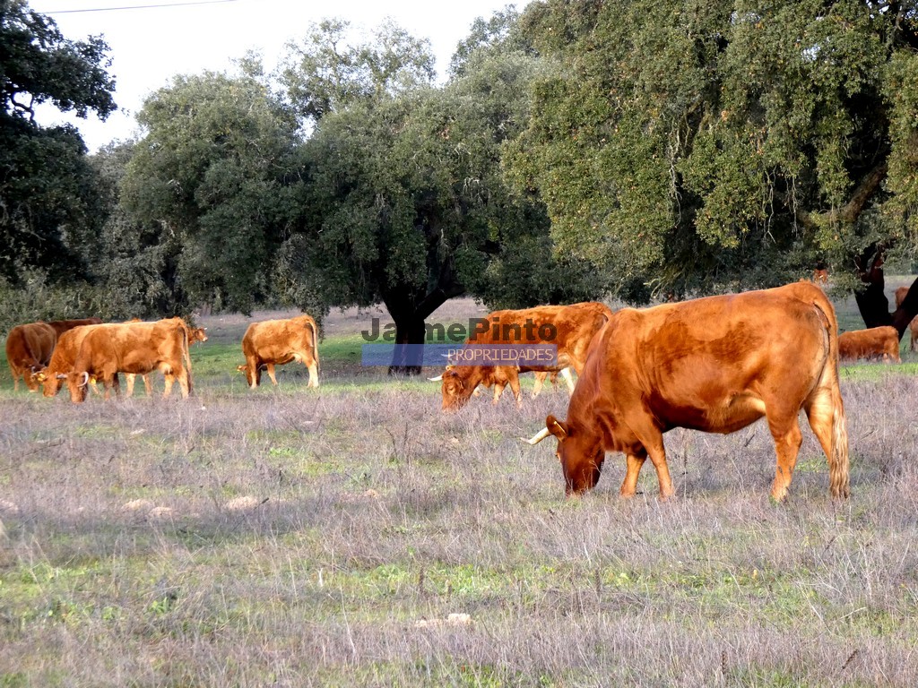 Farm