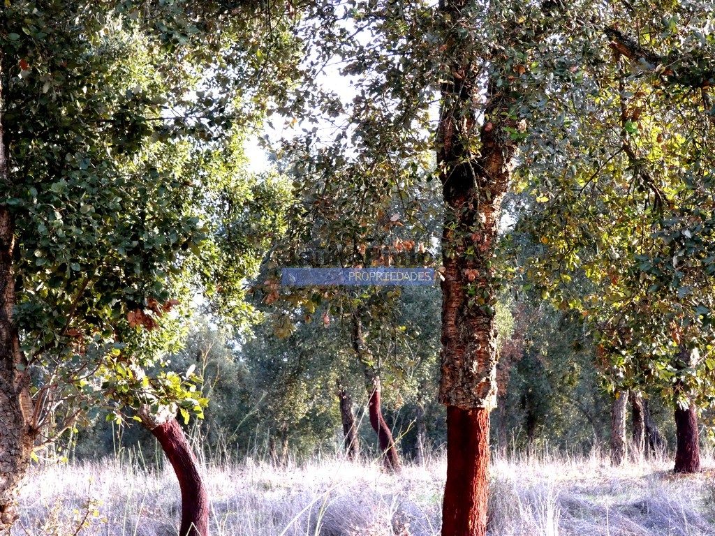 Farm