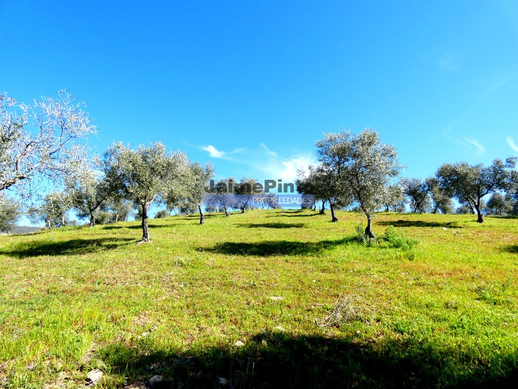 Farm