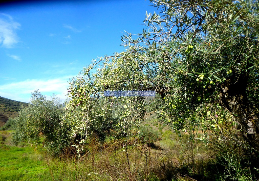 Farm