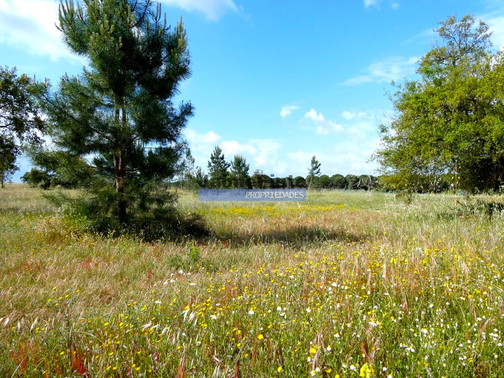 Urban / Agricultural land plot