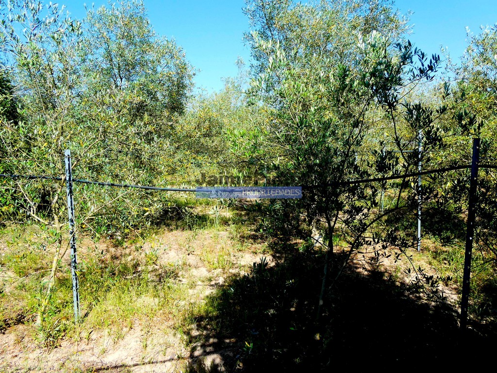 Farm