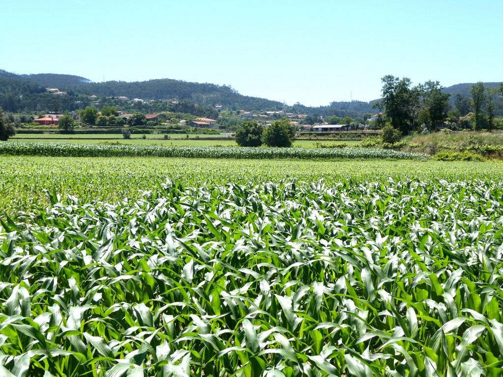 Urban / Agricultural land plot