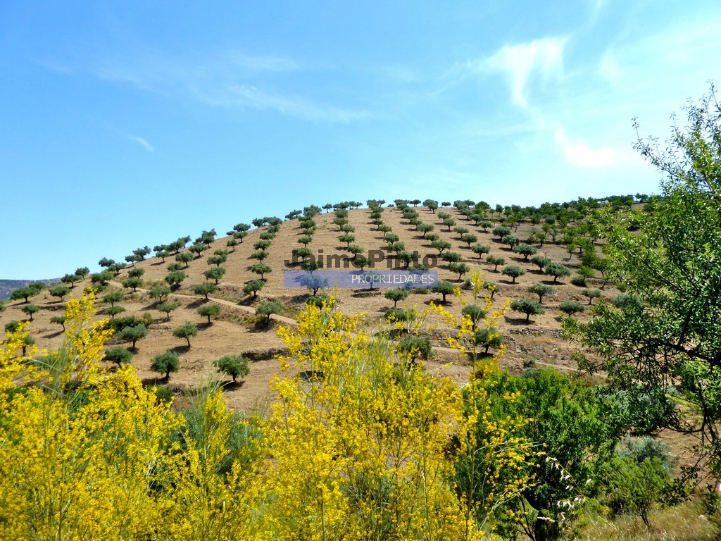 Farm