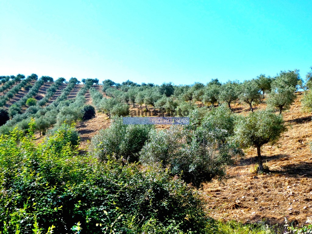 Farm