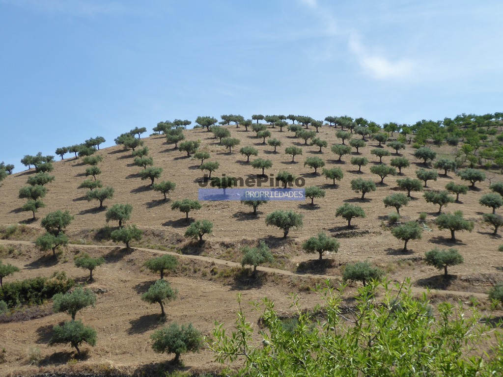 Farm