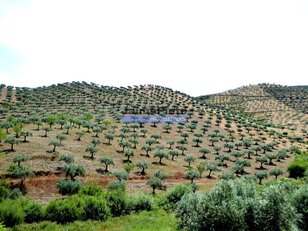 Farm