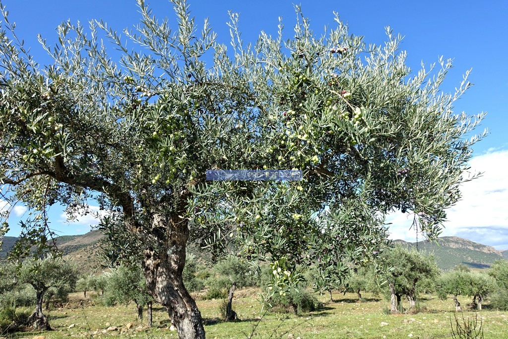 Farm
