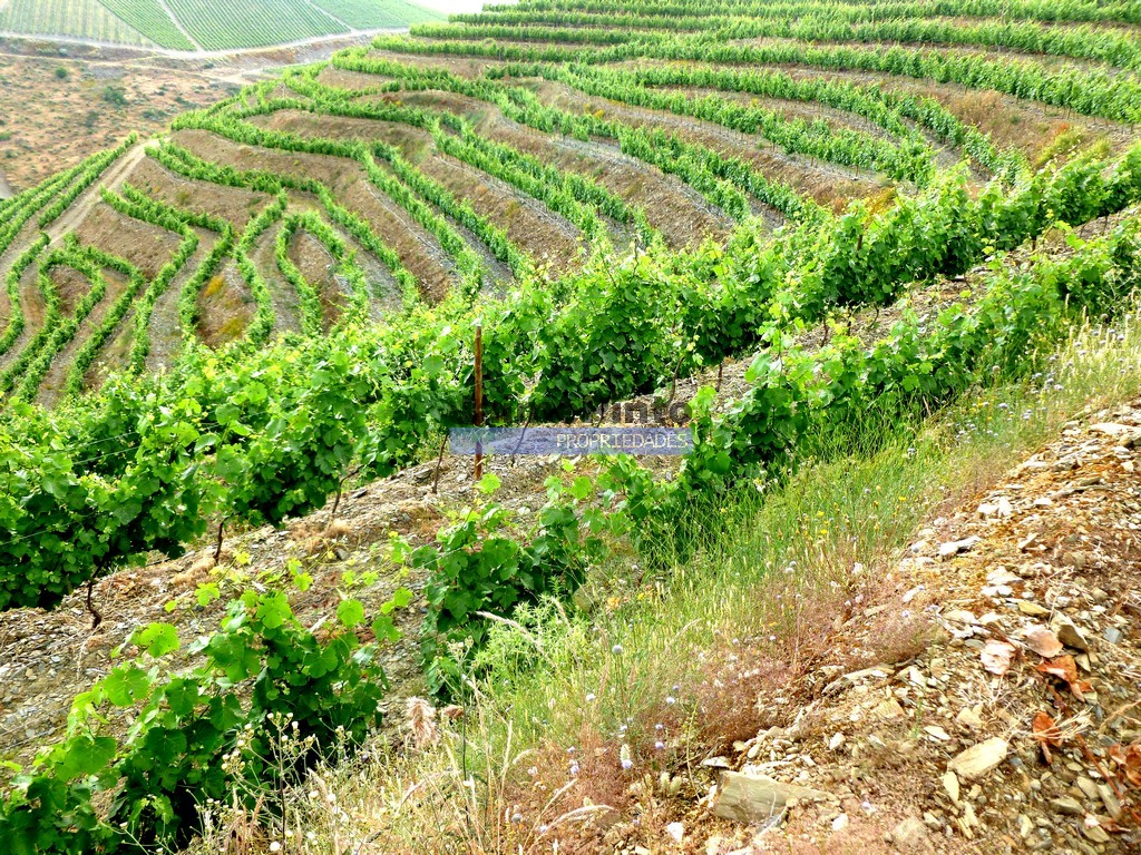 Farm